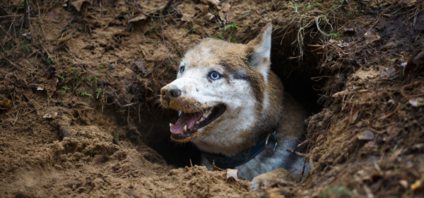 穴の中にいる犬